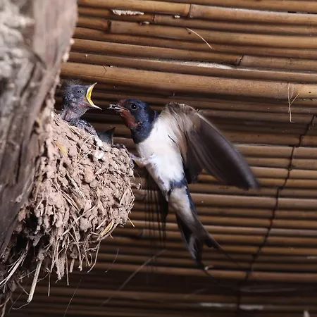 埃尔ana 招待所 Vilches