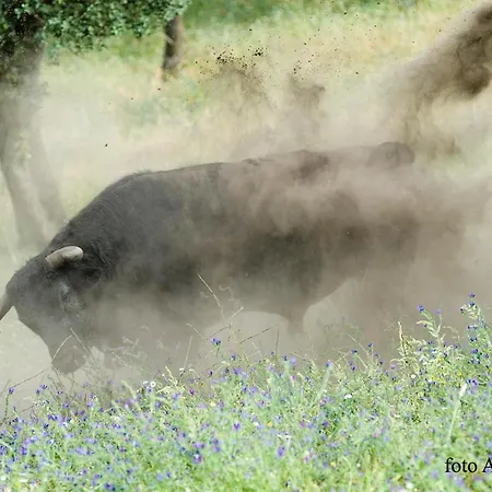 招待所 埃尔ana Vilches